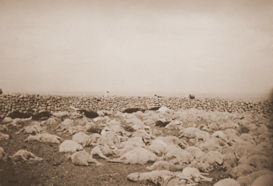 Sheep.jpg (15026 bytes)